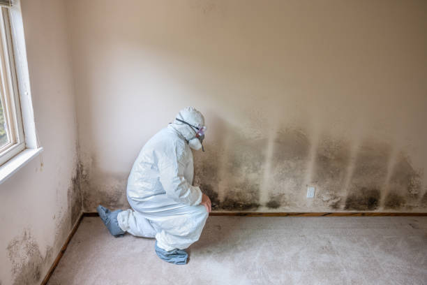 Best Mold Damage Repair  in Huntingdon, PA