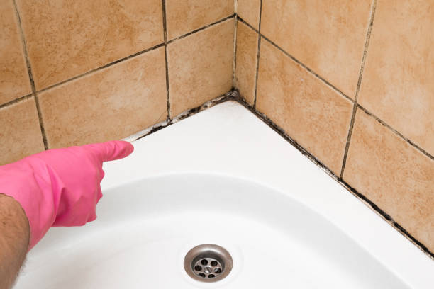 Attic Mold Removal in Huntingdon, PA
